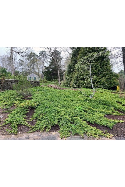 Широкий килим із ялівця ’Montana’ в природному стилі саду